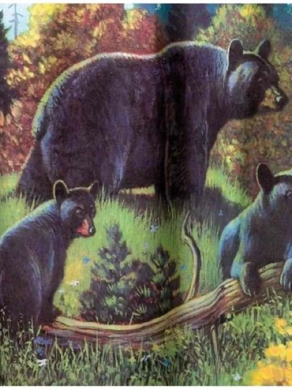 Avanti Black Bear Lodge Fabric Shower Curtain